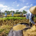 Pemerintah Berikan Kesempatan Petani Milenial dan Generasi Z Punya Pendapatan Rp 30 Juta